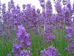 Aromatherapie